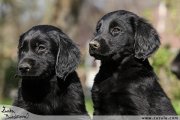 Flat Coated retriever