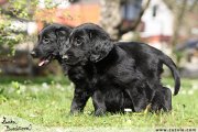 Flat Coated retriever