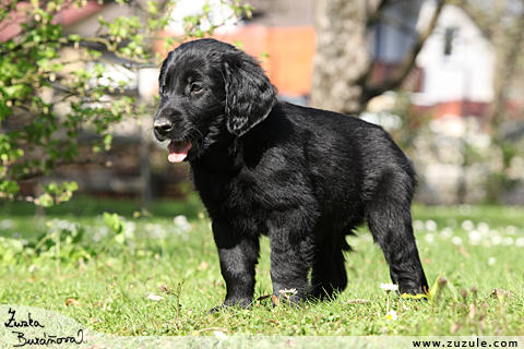 Flat Coated retriever