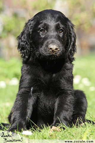 Flat Coated retriever