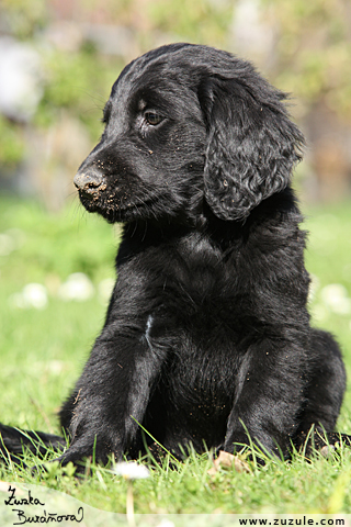 Flat Coated retriever