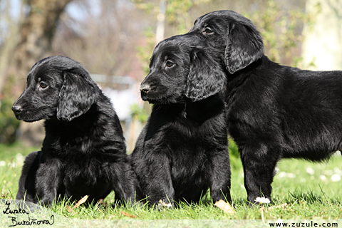 Flat Coated retriever od Perlov studnky duben 2010