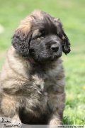 Leonberger