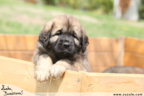 Leonberger