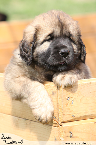 Leonberger