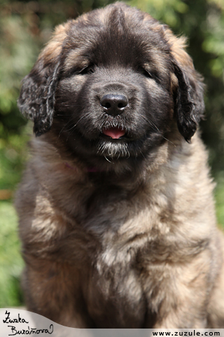 Leonberger