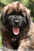 Leonberger