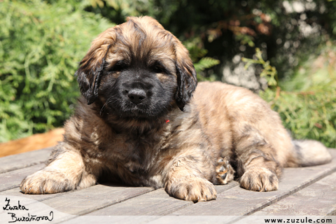 Leonberger