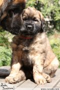 Leonberger