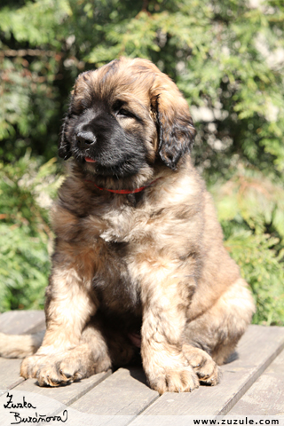 Leonberger