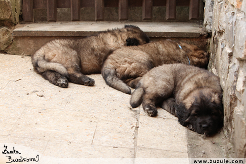 Leonberger