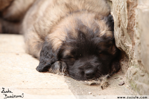 Leonberger