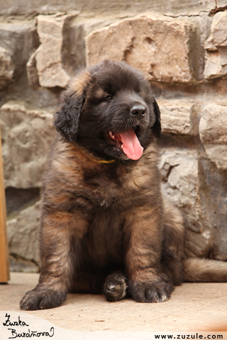 Leonberger