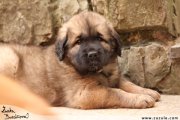 Leonberger