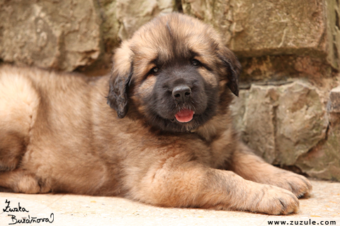 Leonberger