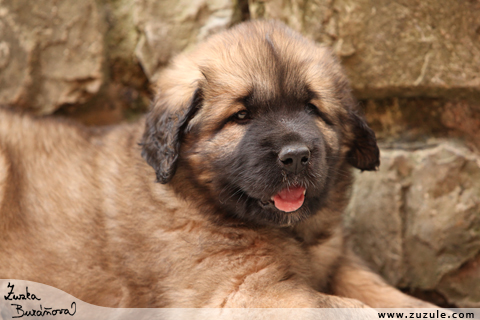 Leonberger