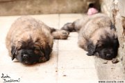 Leonberger