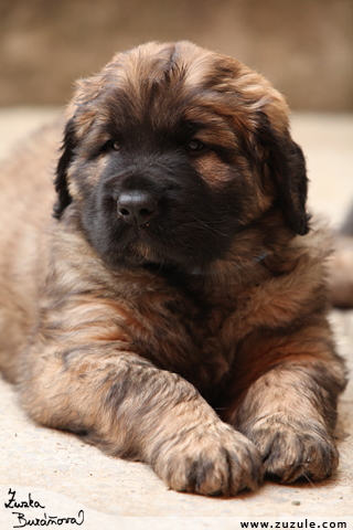 Leonberger