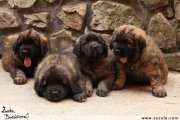 Leonberger