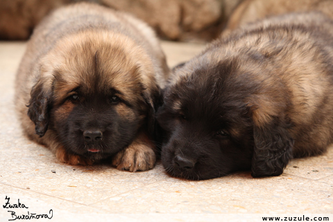 Leonberger