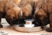 Leonberger