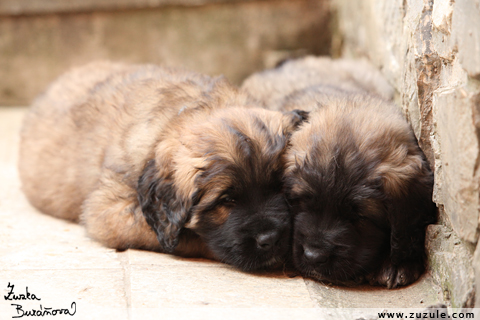 Leonberger