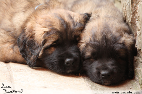 Leonberger