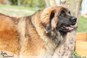 Leonberger