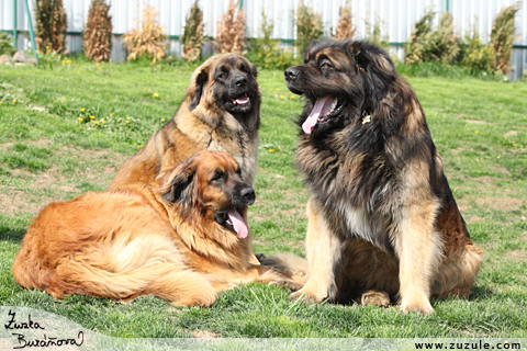 Leonberger