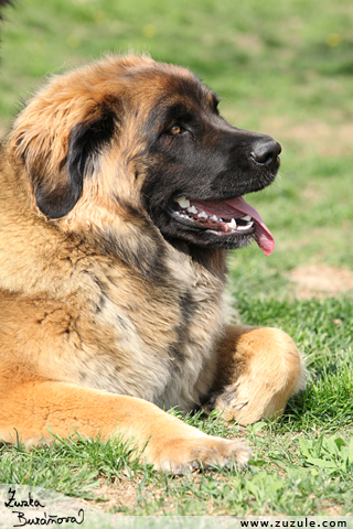 Leonberger