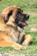 Leonberger