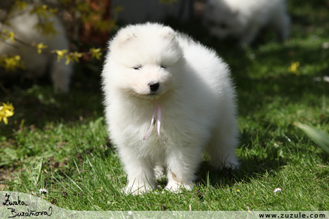 Samojed