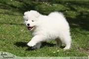 Samojed