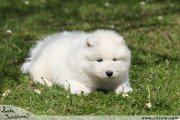 Samojed