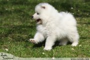 Samojed