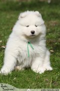 Samojed