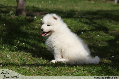 Samojed