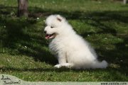 Samojed