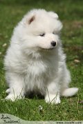 Samojed