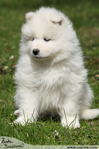 Samojed