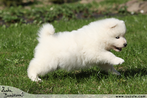 Samojed