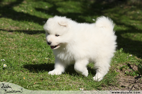 Samojed