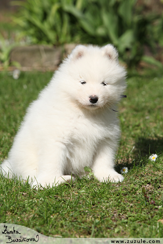 Samojed