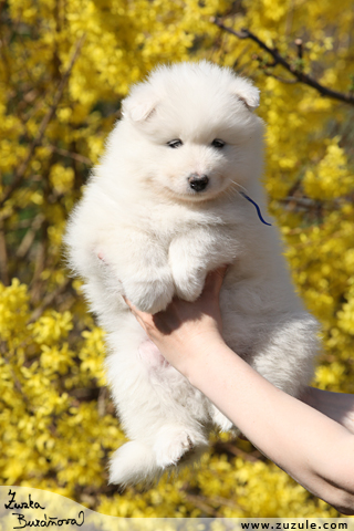 Samojed