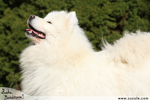 Samojed