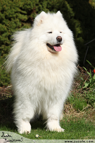 Samojed