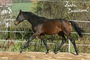 Elfenprinz