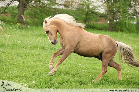 Pony Deny
