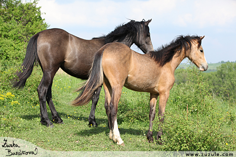 Alpin Horse Omega-L a Charlotte-L