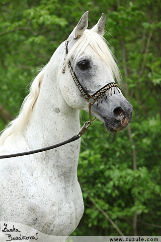 Shaikh El Sherif